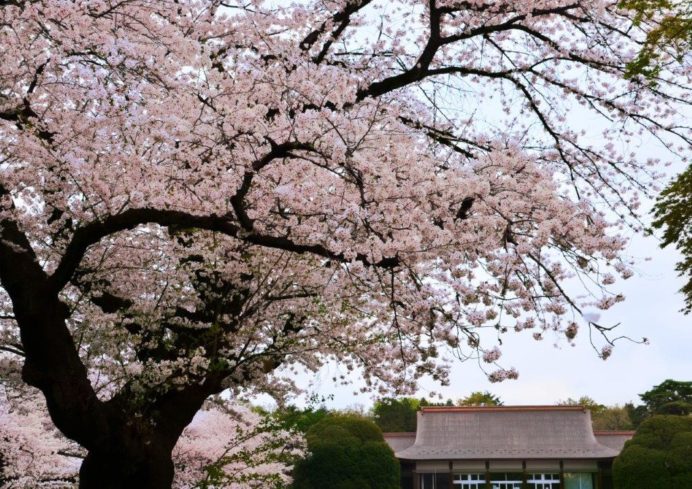 満開の桜とたてもの園